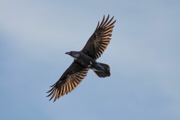 Low-angle closeup of a Raven with wings spread wide in midflight against the clear blue sky