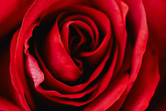 red rose. selective focus photo of gorgeous red rose close-up