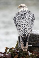 Majestic white gyr falcon perched upon a branch