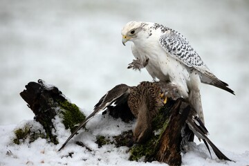 Closeup shot of a White Gyr Falcon perched on wood over a prey duck