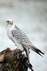 Closeup shot of a White Gyr Falcon perched on wood over a prey duck