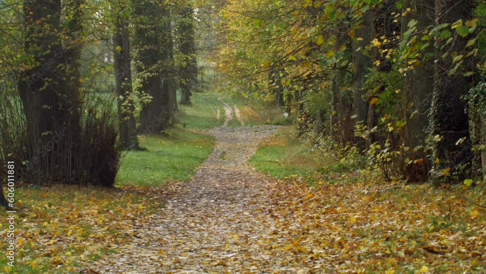 Poster path surrounded by dense trees in autumn