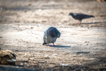 Pigeon walking on the ground in the park. Selective focus.