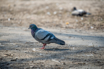 Pigeon walking on the ground in the park. Selective focus.