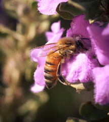 bee