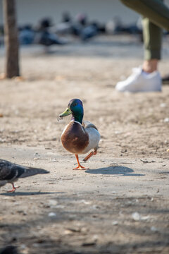 Duck walking on the street in search of food in the park