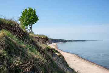 Fototapeta na wymiar Lonely tree at the coast of Baltic sea in Ulmale in May in Latvia