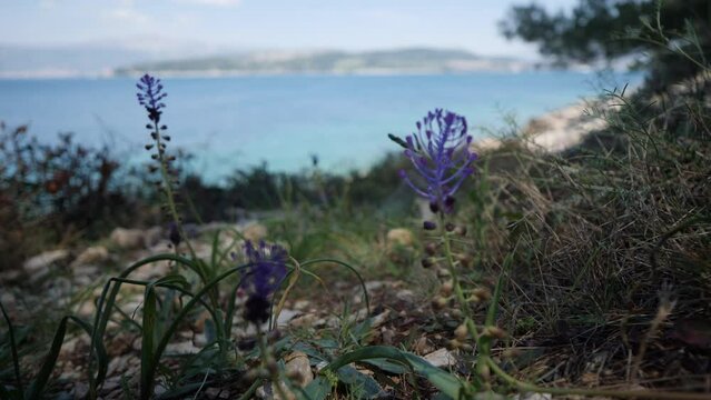 Ein Schopf-Träubel, Leopoldia comosa, am Meer in Kroatien, A Crested Occult, Leopoldia comosa, by the sea in Croatia. She has her home right by the sea, all year round.