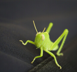 grasshopper