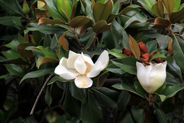  white southern magnolia flower is surrounded by glossy green leaves of a tree, Madrid
