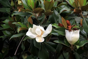 Gardinen  white southern magnolia flower is surrounded by glossy green leaves of a tree, Madrid © Art Johnson