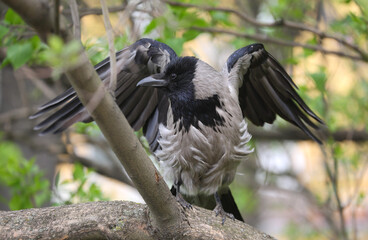 Sitting on a tree branch, a crow spreads its wings