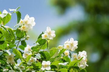 White fresh jasmine flowers on a green branch. Postcard.