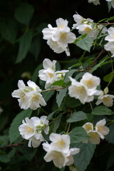 Obraz na płótnie Canvas White fresh jasmine flowers on a green branch. Postcard.
