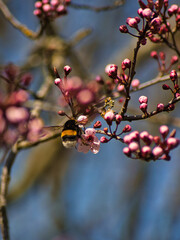 Vertical closeup of a bee pollinating on cherry blossom (sakura) buds on a blurred background