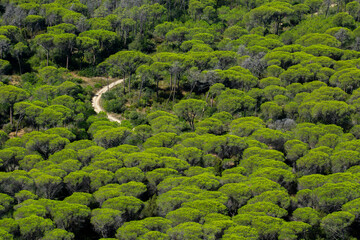 Strada vista dal alto in mezzo agli alberi