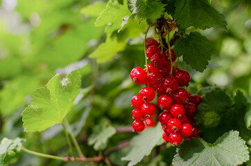 Red currant on a bush.