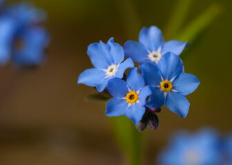blooming blue small flowers growing in the garden, macrophotography of botany