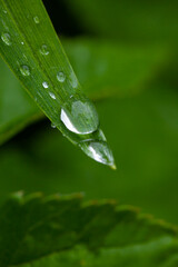 raindrops on grass leaves in the garden