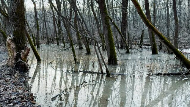 spilling dry tree trunks in water. nature a swamp spring concept. swamp water flooded the roots of trees. dry swamp trees. nature gloomy forest with water and swamp lifestyle