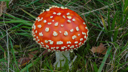 Close-up of Fly agaric mushroom in the forest grass