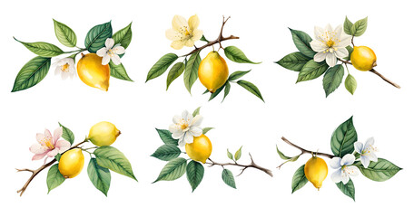 Watercolor lemon blossom. Generative Ai