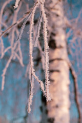 Naklejka premium Vertical shot of a beautiful tree during winter