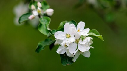 Closeup shot of cherry blossoms