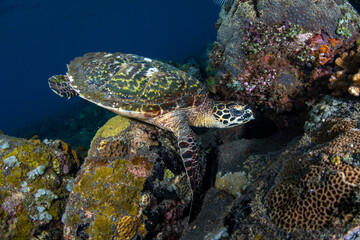 Naklejka na ściany i meble Hawksbill Turtle - Eretmochelys imbricata. Sea life of Tulamben, Bali, Indonesia.