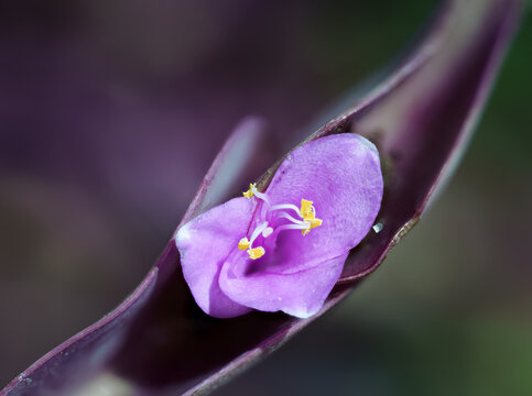 Tradescantia pallida var. purpurea