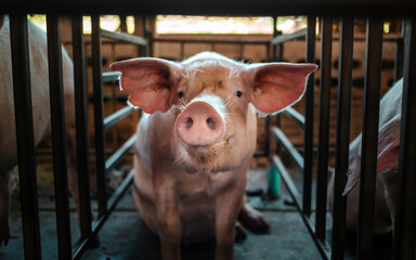 Portrait of cute breeder pig with dirty snout, Close-up of Pig in stable, Pig Breeding farm in...