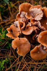 Vertical closeup shot of orange Calocybe indica mushrooms in the forest in autumn