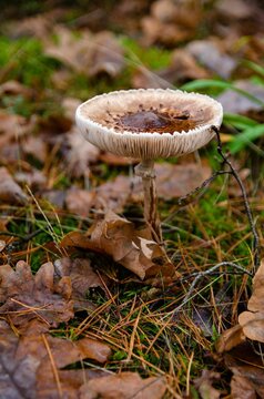 Close up shot of a Parasol mushroom growing in the woods