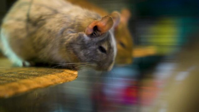 A cute little gray mouse named Degu. A degu in a cage. A common degu 