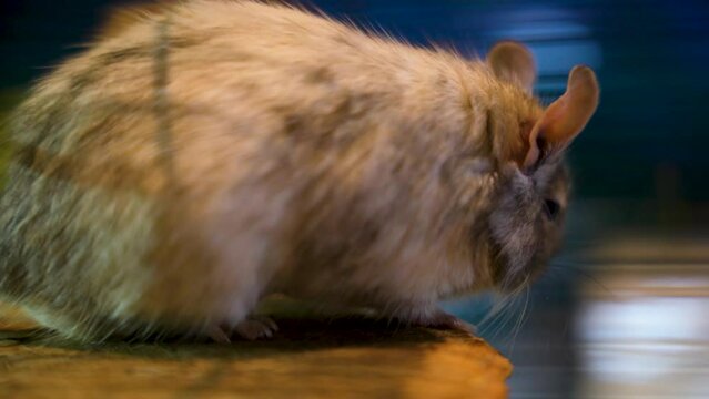 A cute little gray mouse named Degu. A degu in a cage. A common degu 