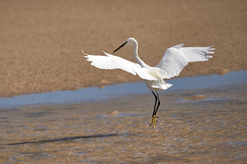 Seidenreiher (Egretta garzetta) springt mit ausgebreiteten Schwingen aus seichtem Wasser bei Ebbe an der Playa de Sotavento de Jandia, Fuerteventura