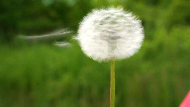 A picture of a woman blowing a dandelion over green background