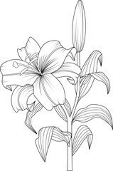 Vector black outline of lily flowers isolated on white background.