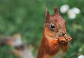 Summer. Portrait of a fluffy red squirrel with a nut in its paws on the green grass surrounded by daisies. Squirrels in the Tsaritsyno City Park. Feeding animals.