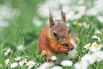 Naklejka na ściany i meble Summer. Portrait of a fluffy red squirrel with a nut in its paws on the green grass surrounded by daisies. Squirrels in the Tsaritsyno City Park. Feeding animals.