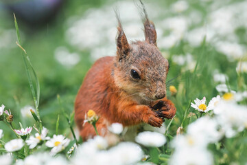 Naklejka na ściany i meble Summer. Portrait of a fluffy red squirrel with a nut in its paws on the green grass surrounded by daisies. Squirrels in the Tsaritsyno City Park. Feeding animals.