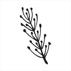 Floral elements hand drawn vector illustration, isolated on white background, branch of a tree with flowers