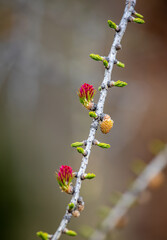 Larch, yellow male flower and red female flowers