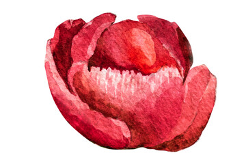 watercolor illustration red thin-leaved peonies on a white background
