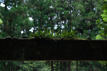 古い鳥居の上に育つ草