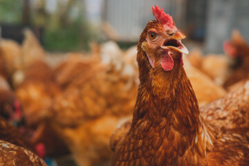 A close up look of healthy Chicken or hen , Concept of caring farming or agriculture. An eco-friendly or organic farm. Free cage hen, happy and healthy chicken in outdoor farm. Copy space