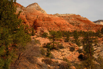 Fototapeta premium Zion National Park