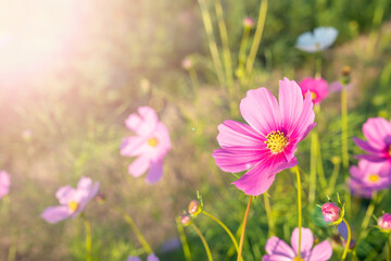 The beautiful cosmos flower in field with sunlight.