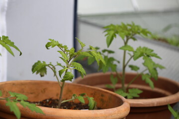 Tomato seedlings are already full of strength.