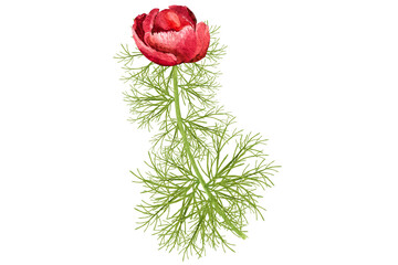 watercolor illustration red thin-leaved peonies on a white background